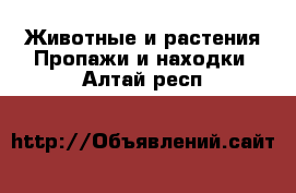 Животные и растения Пропажи и находки. Алтай респ.